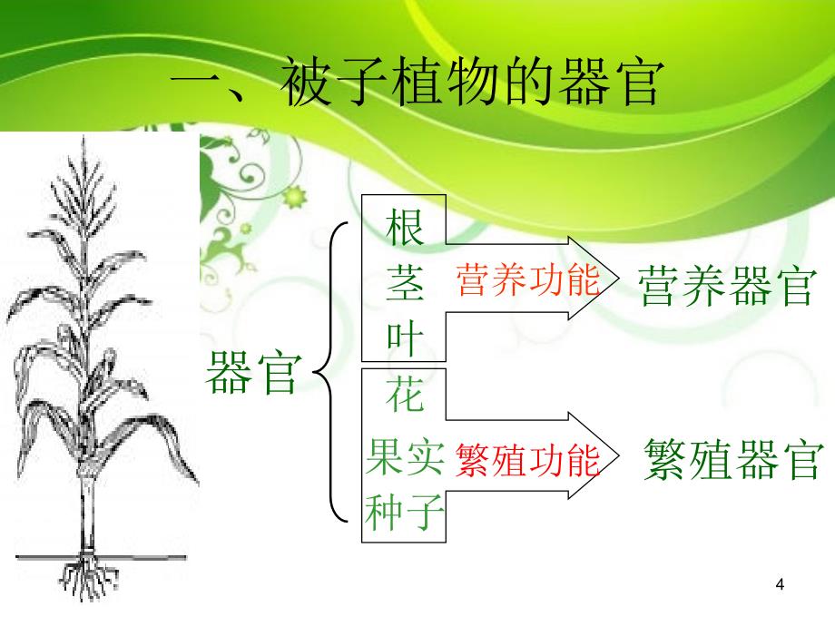 叶的结构和功能ppt课件.ppt_第4页