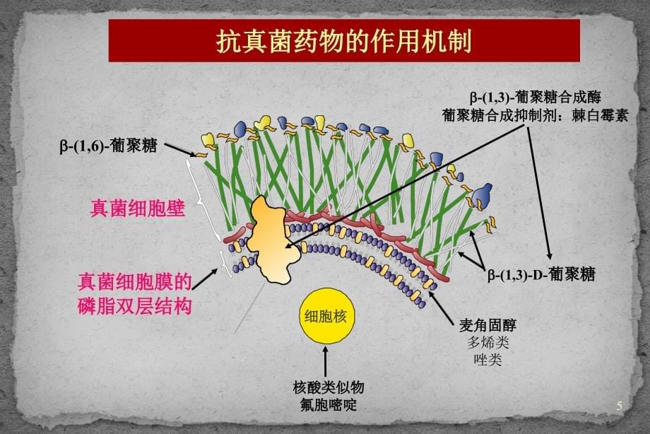 常见抗真菌药物的比较ppt课件.ppt_第5页