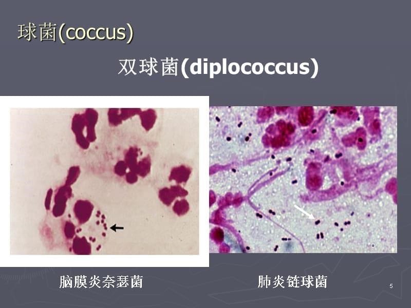 微生物实验室基本能力和要求ppt课件.ppt_第5页