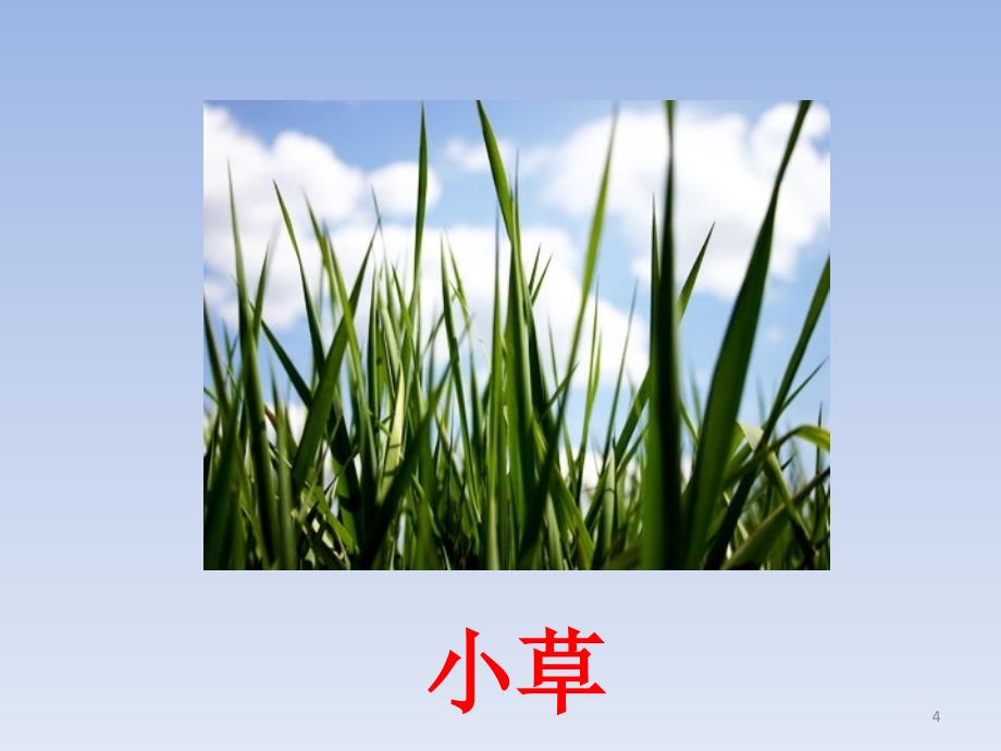 带草字头的字ppt课件.ppt_第4页