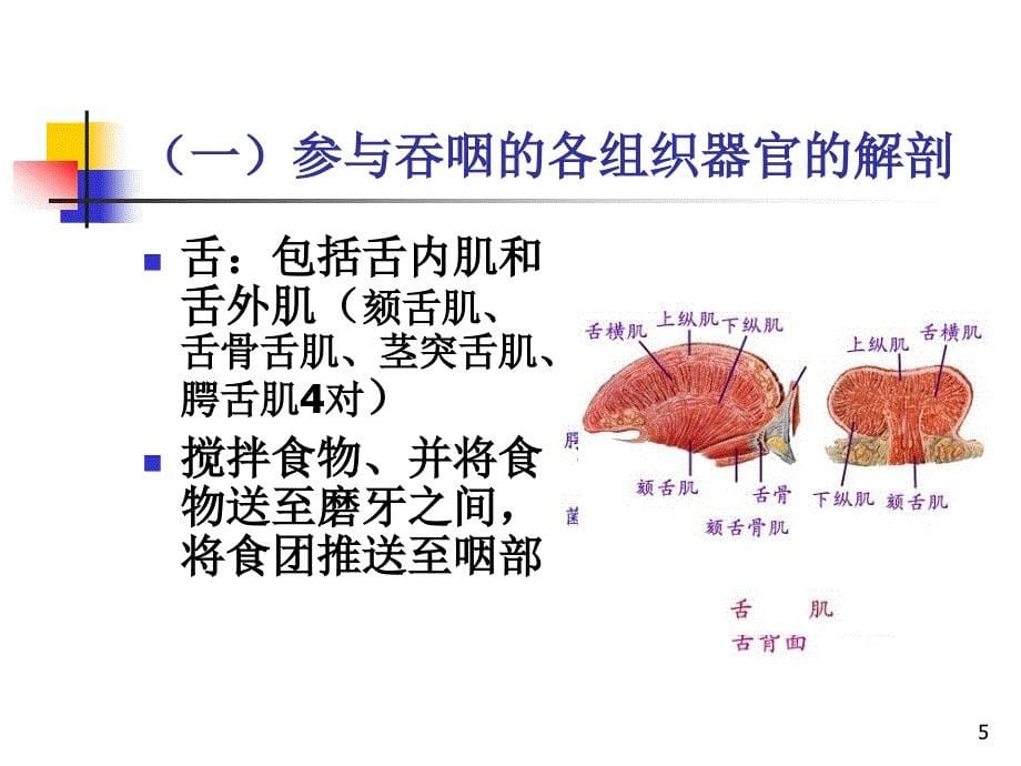 吞咽功能障碍的评定ppt课件.ppt_第5页