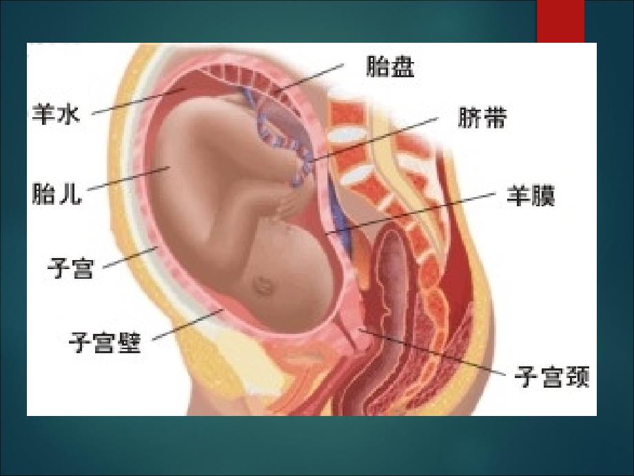 羊膜在眼科的应用ppt课件.ppt_第3页