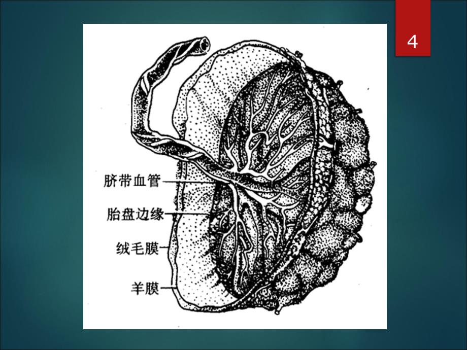 羊膜在眼科的应用ppt课件.ppt_第4页