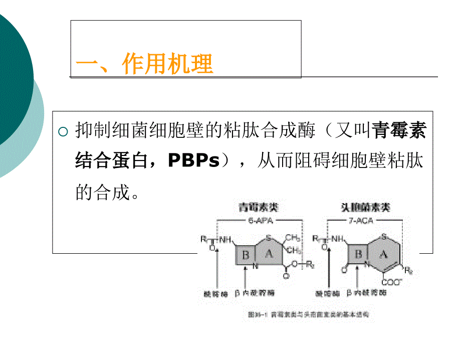 B-内酰胺类抗菌素的临床合理使用-(2)课件_第3页