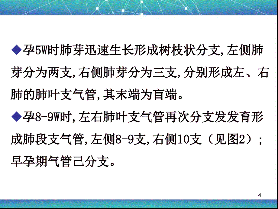 胎儿肺部发育特点ppt课件.ppt_第4页