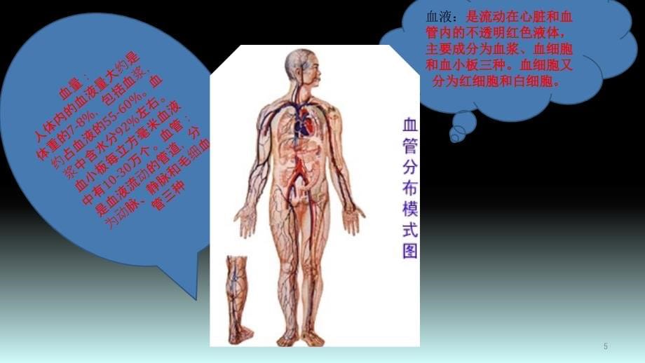 心脑血管系统ppt课件.pptx_第5页