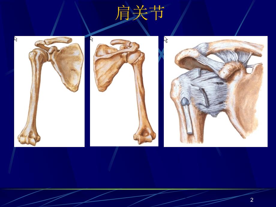 M四肢关节断层影像解剖ppt课件.ppt_第2页