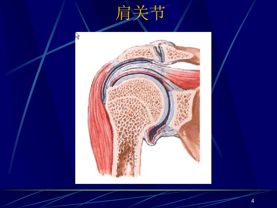 M四肢关节断层影像解剖ppt课件.ppt_第4页