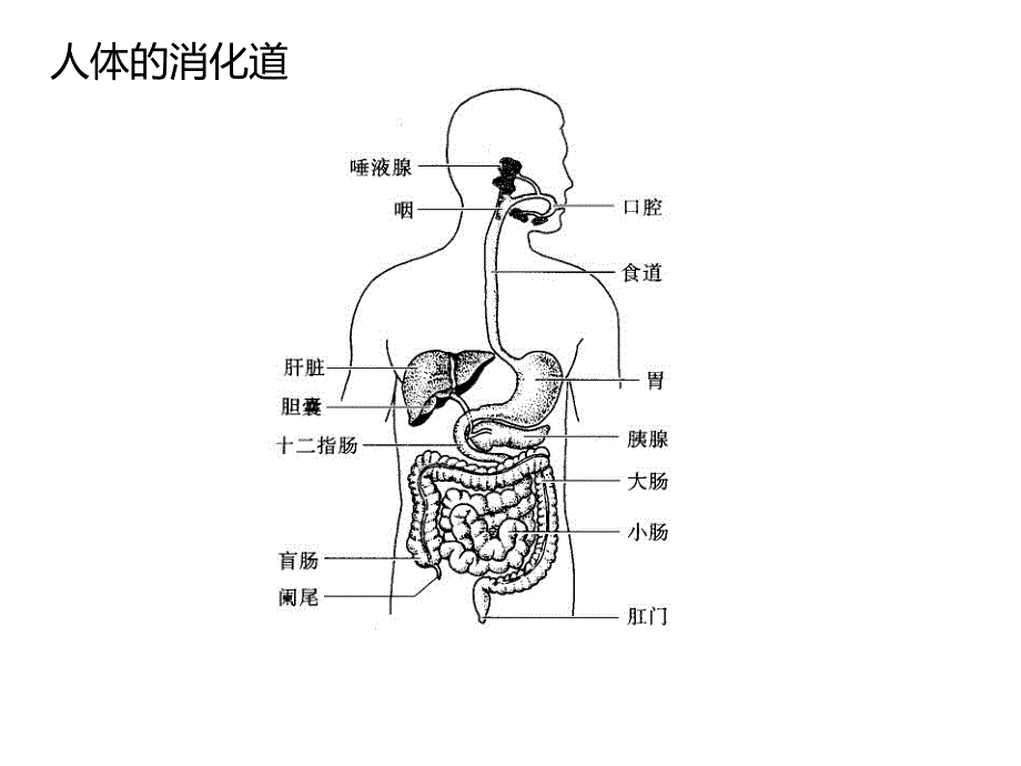 生理第六七章_第3页