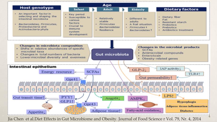 益生菌与肥胖ppt课件.pptx_第4页
