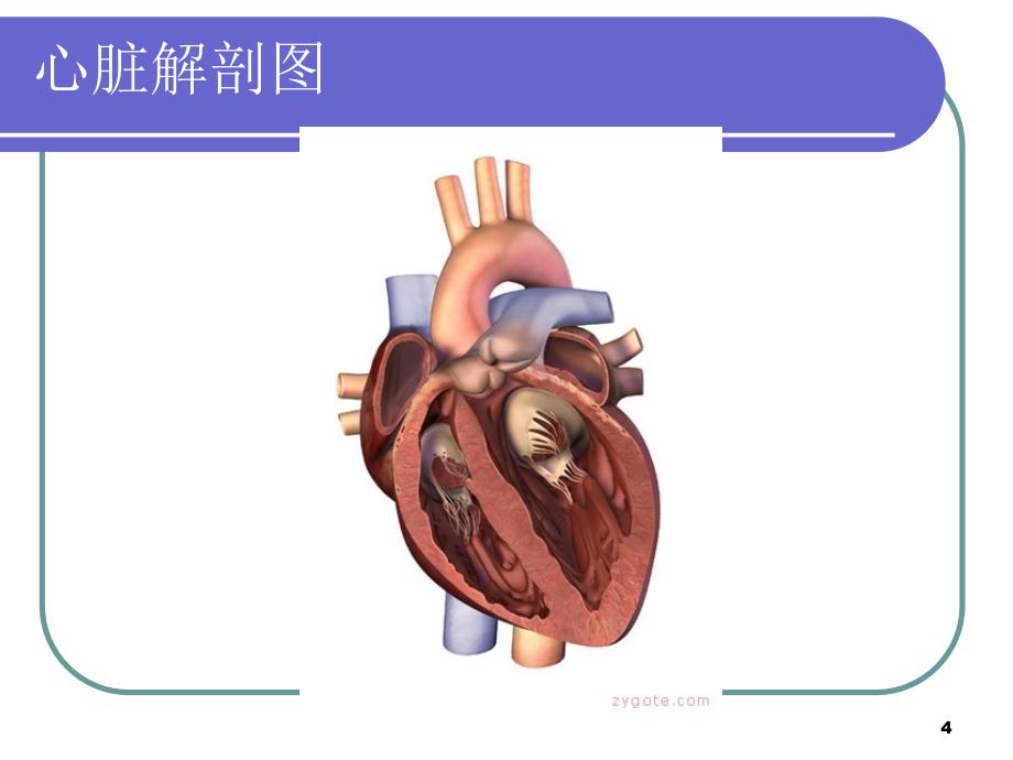 PICC管的X线定位ppt课件.ppt_第4页