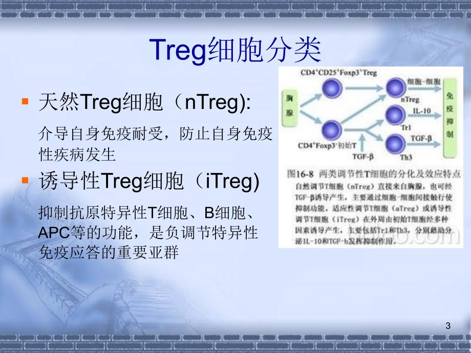 调节性T细胞与肿瘤ppt课件.ppt_第3页