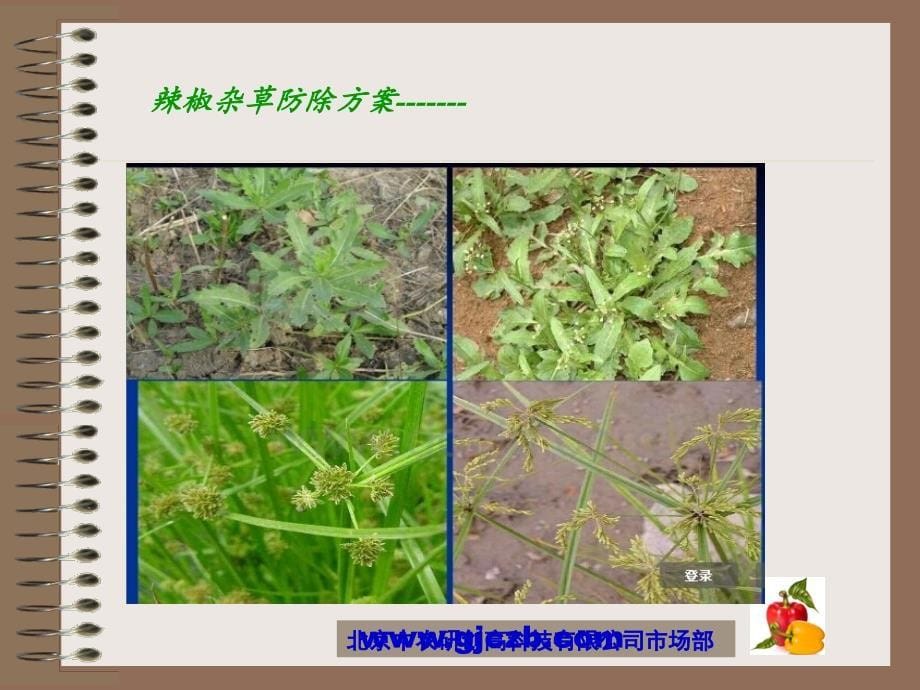 辣椒杂草防除方案(正).ppt_第5页