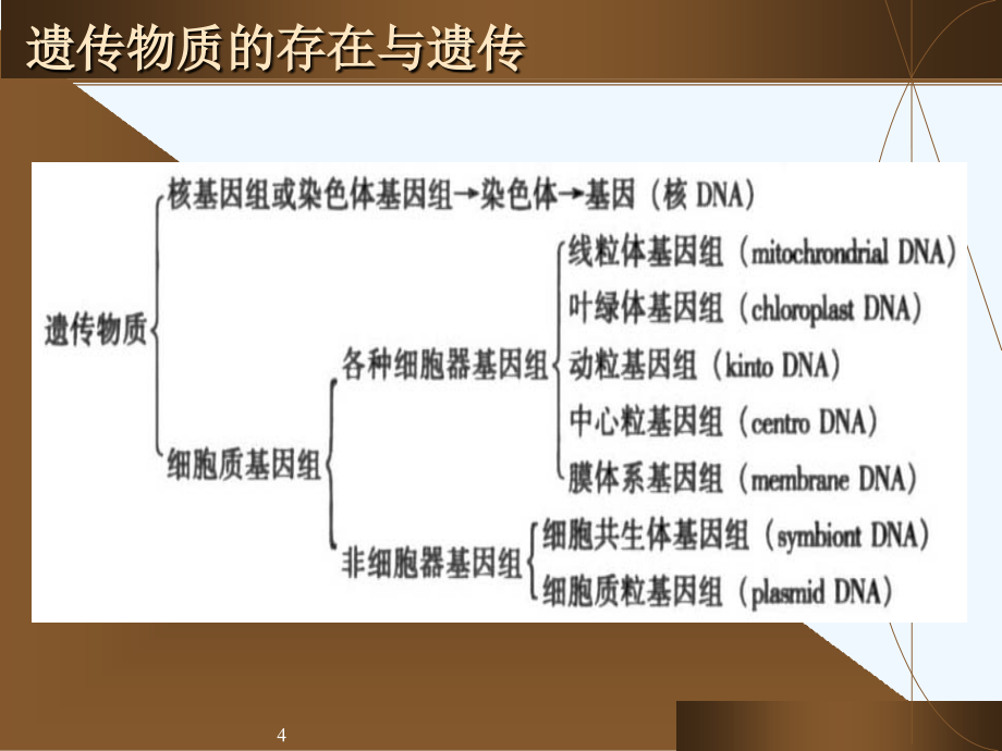 第六部分细胞质遗传_第4页