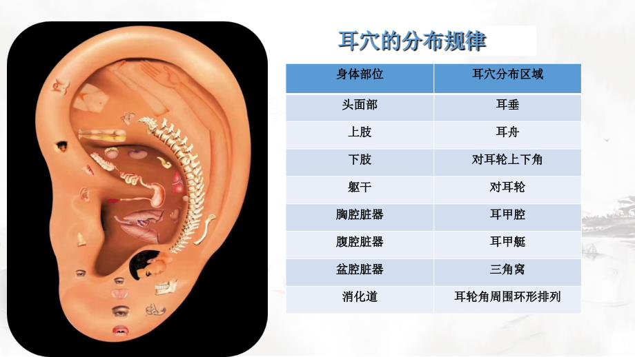 神奇的耳穴疗法-穴位篇.ppt_第3页