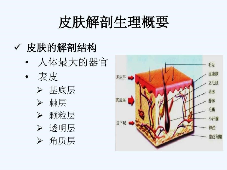 第五十部分皮肤性病学总论_第5页