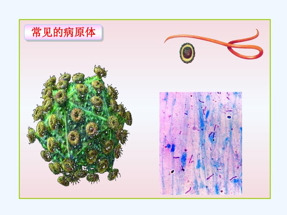 第八单元第一部分第一节传染病及其预防_第5页