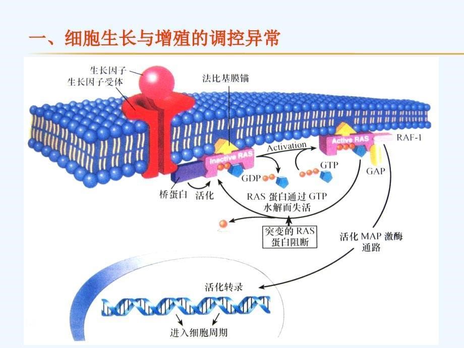 第五部分肿瘤(学时)_第5页