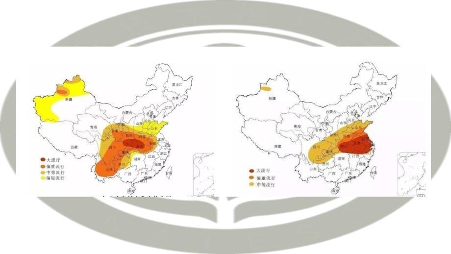 小麦油菜春季病虫害色防控技术-赵中华全国农技中心研究员_第5页