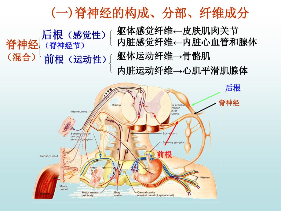 神经解剖学课件 脊神经_第4页