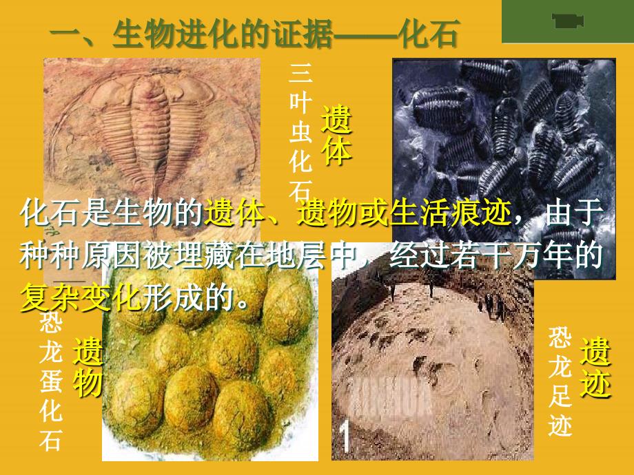 八年级生物下册-732-生物进化的历程课件-人教新课标版_第4页