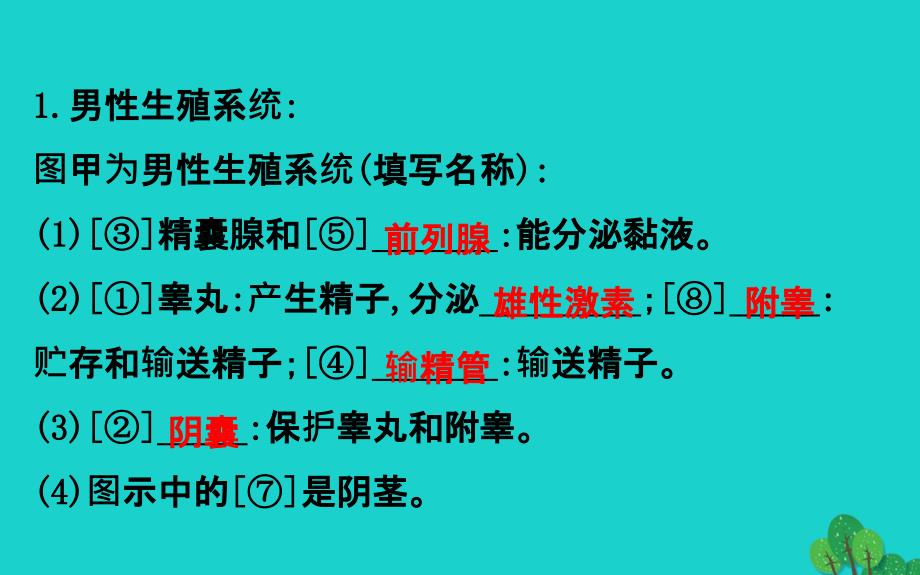 七年级生物下册人的生殖习题课件新版新人教版_第3页