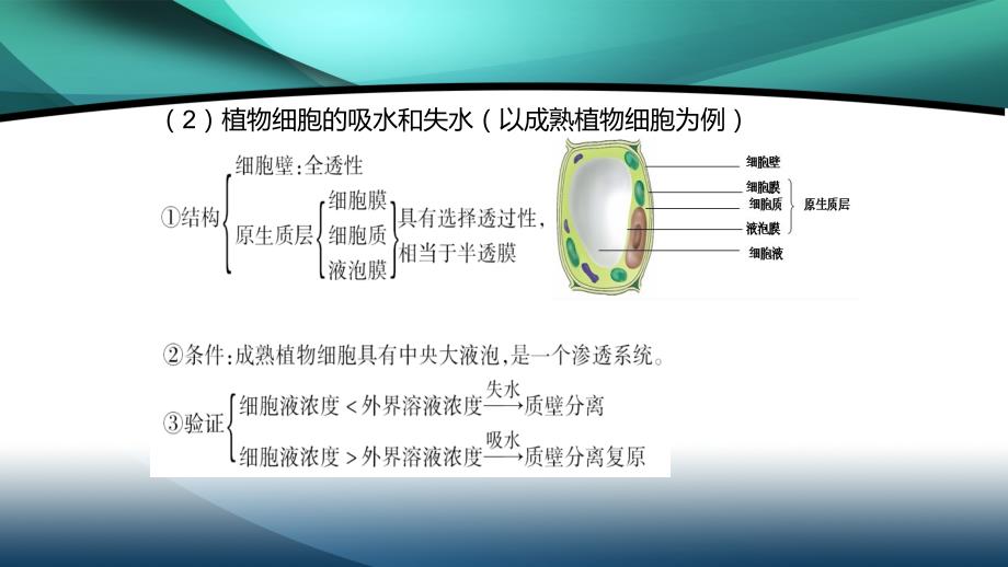 2020山东高考生物二轮课件：第3章 物质出入细胞的方式_第4页