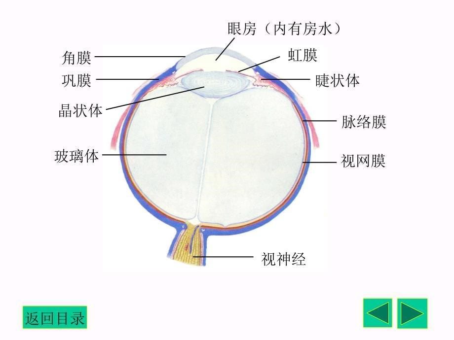 人体解剖学 感觉器_第5页