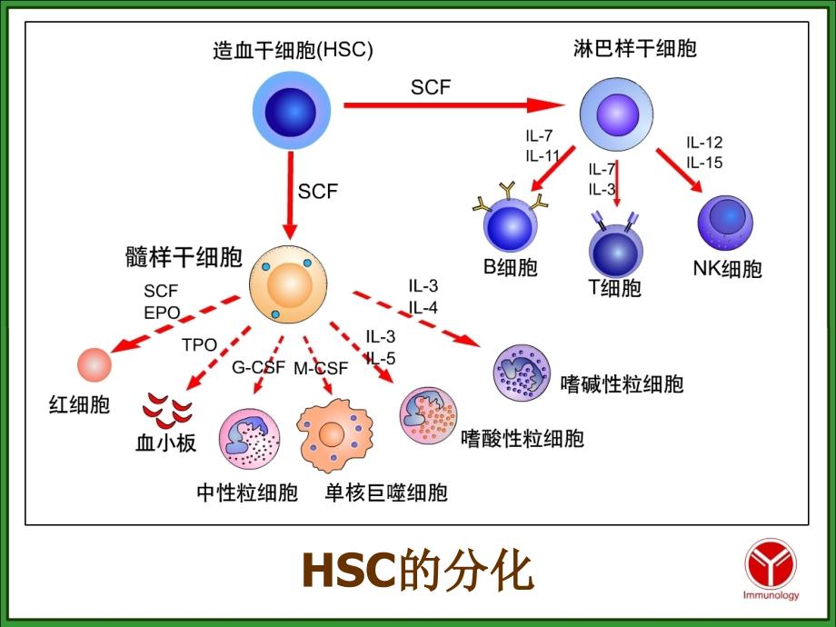 长江大学医学院医学免疫学课件 第二章 免疫组织和器官_第4页