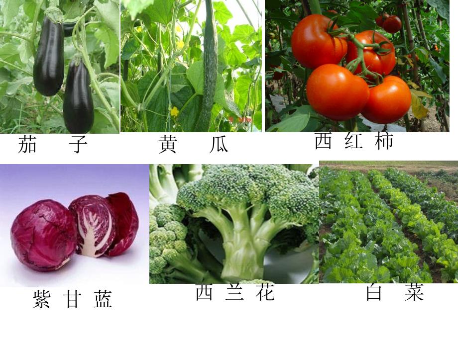 六年级思品课蔬菜远航_第4页