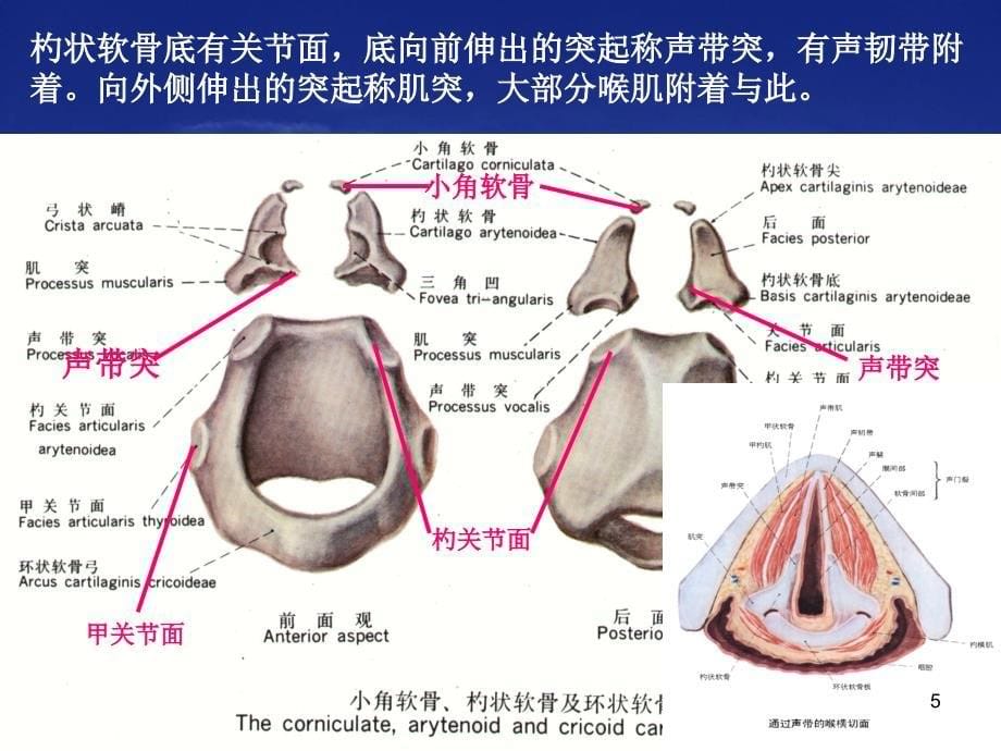 喉部解剖及常见疾病CT诊断PPT课件_第5页