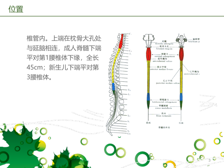 脊髓的解剖功能与损伤表现PPT课件_第3页