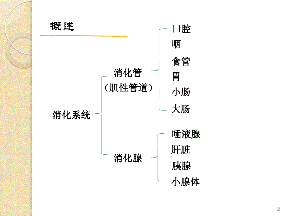 老年人消化系统疾病患者的护理PPT课件_第2页