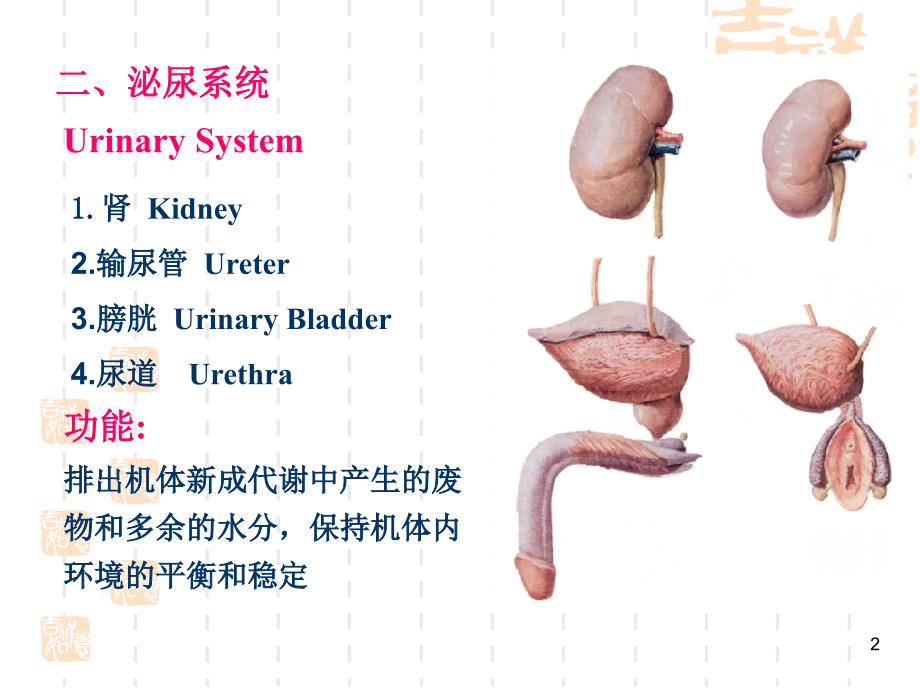 解剖学基础第章泌尿系统PPT课件_第2页