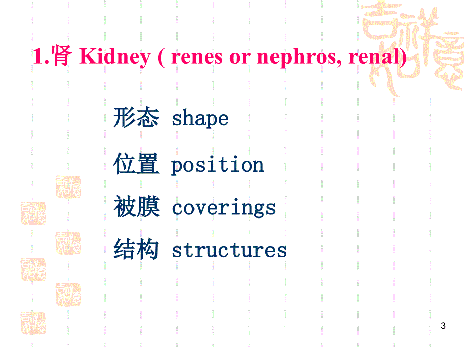 解剖学基础第章泌尿系统PPT课件_第3页