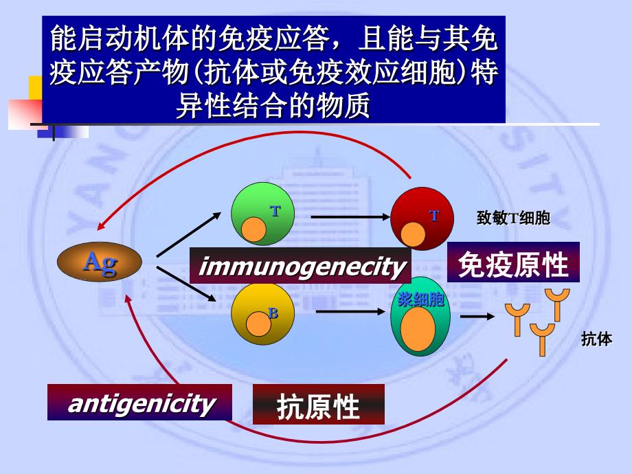 长江大学医学院医学免疫学课件 第三章 抗原_第3页