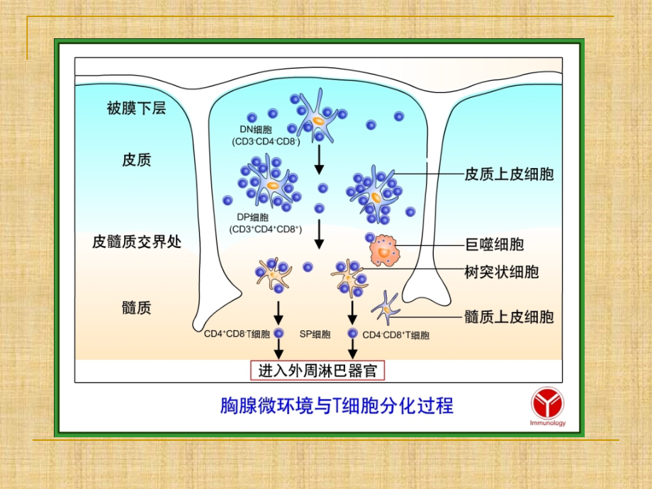 精编制作10 参与适应性免疫应答的细胞PPT课件_第4页