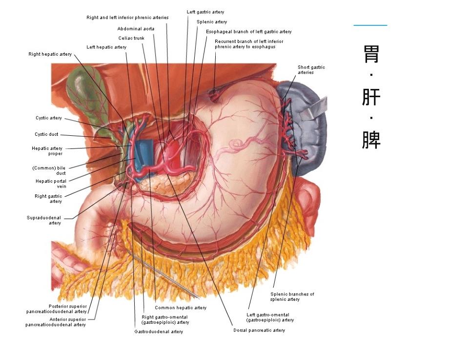 消化系统的血供_第3页