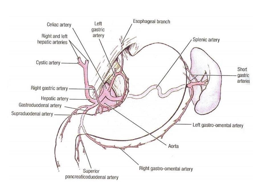消化系统的血供_第4页