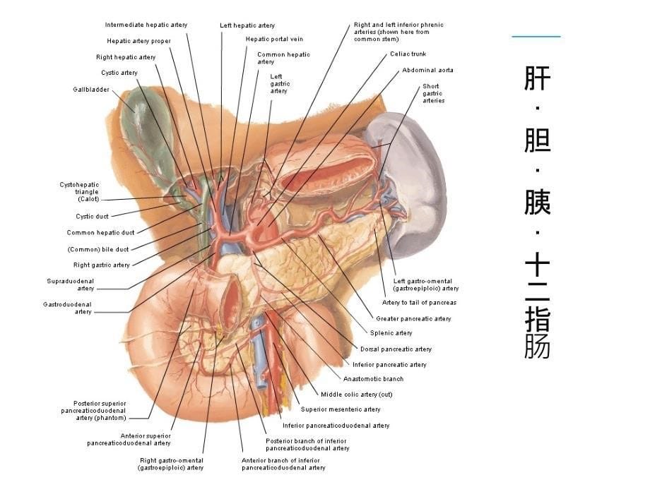 消化系统的血供_第5页