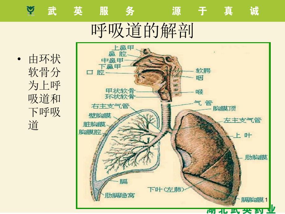 呼吸系统疾病及用药PPT课件_第1页