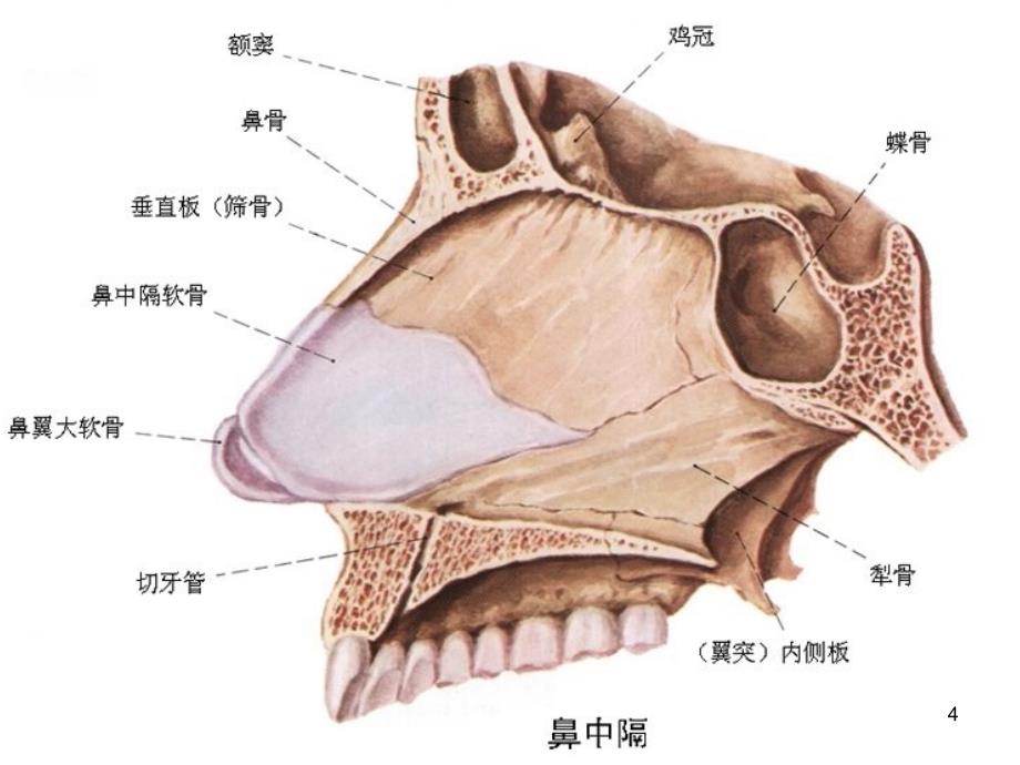 护理查房鼻中隔偏曲将成林PPT课件_第4页