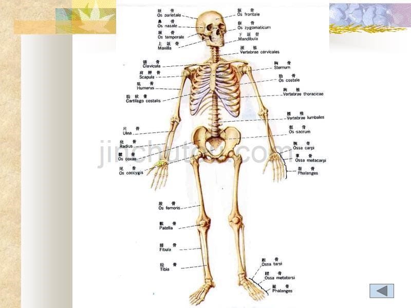 正常人体解剖学骨学总论_第5页