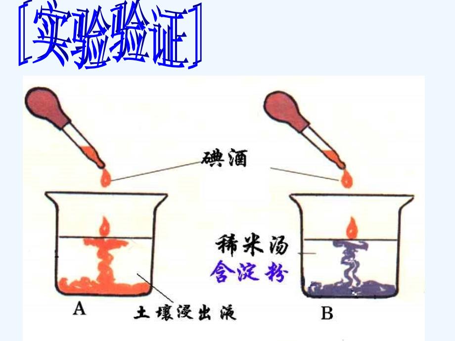 光合作用1 (浙教版)_第4页