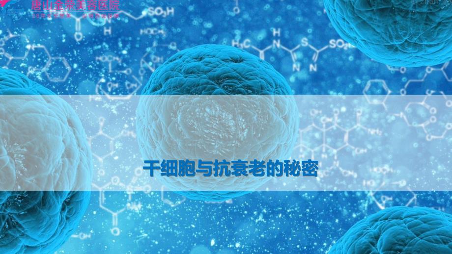 干细胞与抗衰老的秘密.ppt_第1页