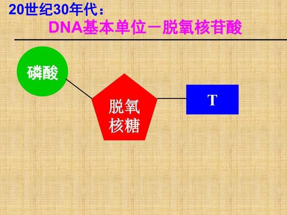 精编制作DNA是主要的遗传物质PPT(上课用)PPT课件_第5页