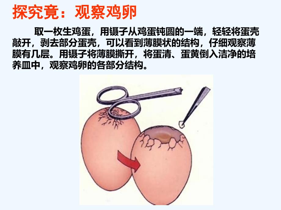 冀教版生物八下6.1.2《动物的生殖发育》（鸟类的生殖和发育）ppt课件_第3页