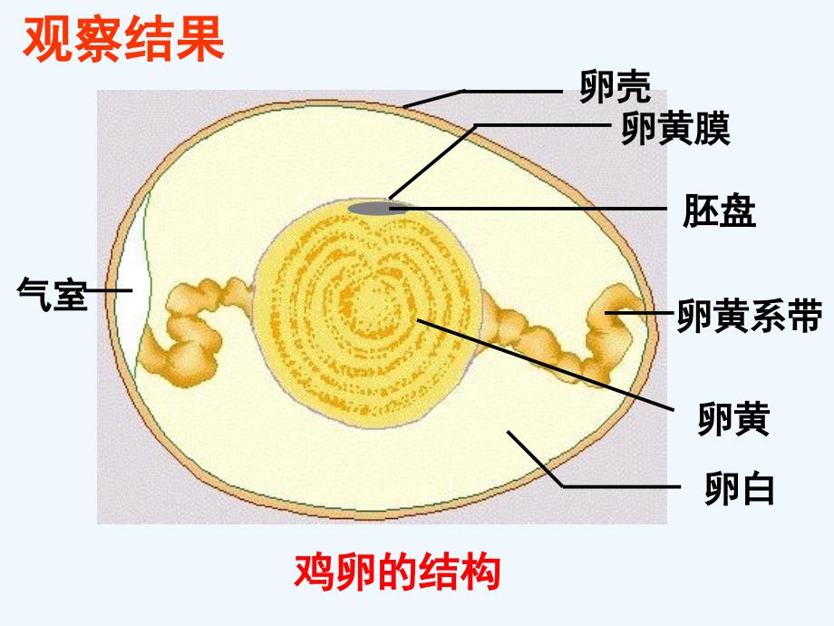 冀教版生物八下6.1.2《动物的生殖发育》（鸟类的生殖和发育）ppt课件_第4页