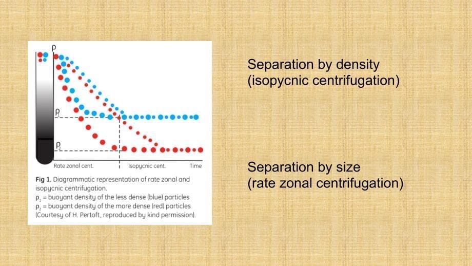 精编制作Percoll 密度梯度离心教程PPT课件_第5页