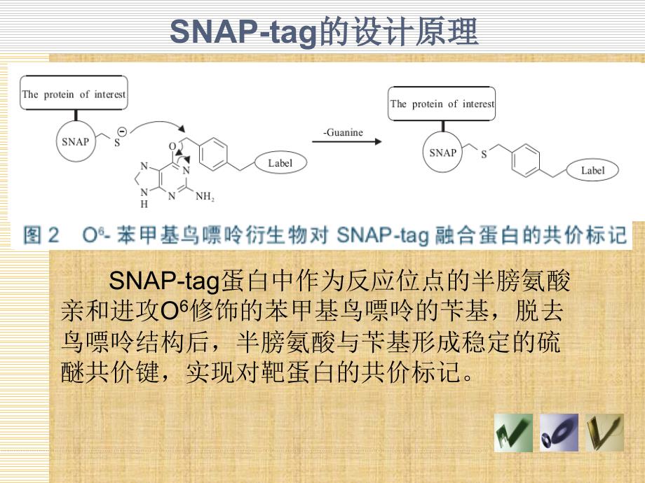 精编制作SNAP-tag蛋白标记技术PPT课件_第3页